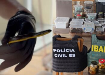 Cobras, escorpiões, sapos, aranhas e caramujos são resgatados em casa de auxiliar de dedetização, em Vila Velha