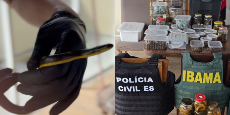 Cobras, escorpiões, sapos, aranhas e caramujos são resgatados em casa de auxiliar de dedetização, em Vila Velha