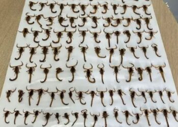 Cidade do ES enfrenta infestação de escorpiões e captura 150 animais em uma semana