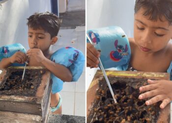 Menino de 4 anos toma mel direto da colmeia e viraliza: 'é o pet dele', diz pai