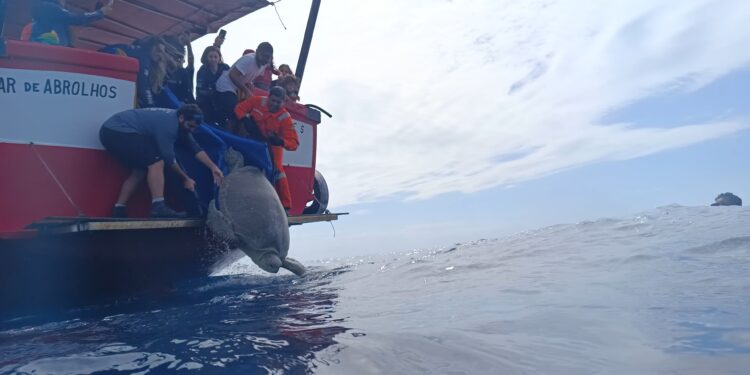 VÍDEO: Tartaruga de quase 200 kg é solta em alto-mar após 5 meses de reabilitação no litoral do ES